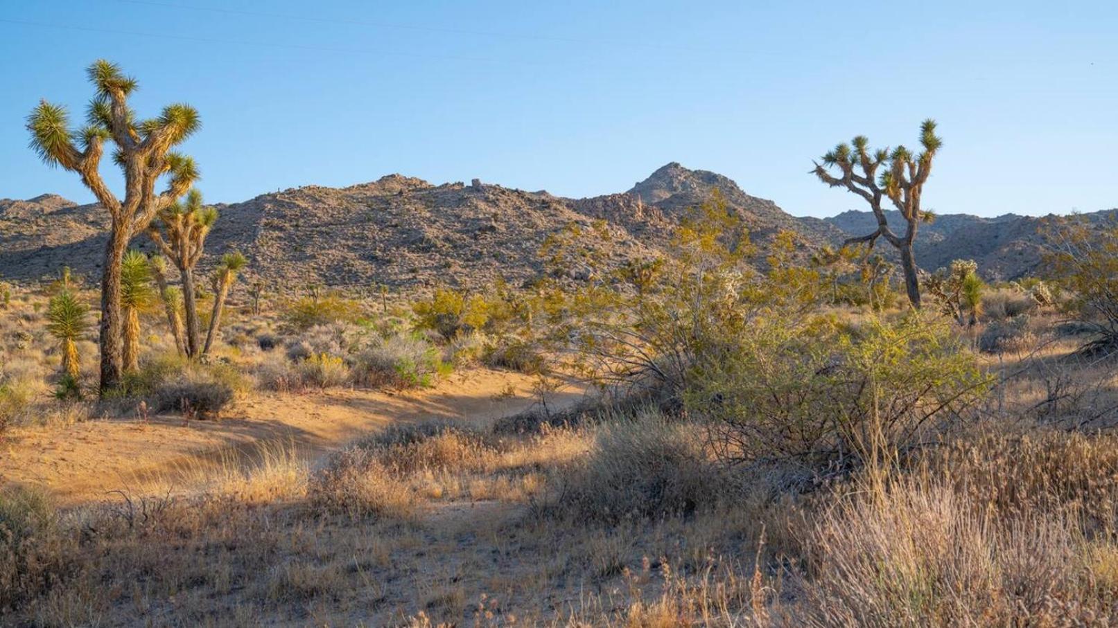 Experience Desert Serenity Gateway To Joshua Tree Exteriör bild